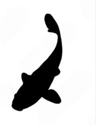 Miscellaneous Koi £10